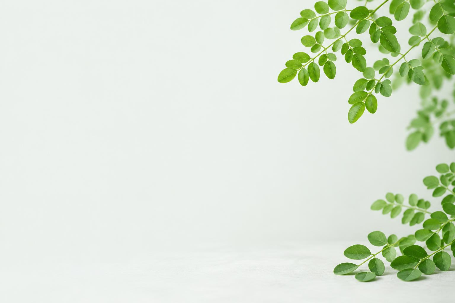Fresh green moringa leaves